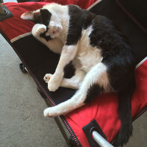 Meet your Posher, Renee